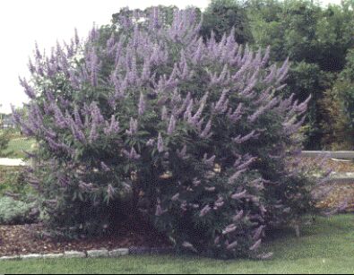 Niepokalanek korzenny Vitex agnus castus latifolia Pieprz mnisi C3/20-30cm *T21