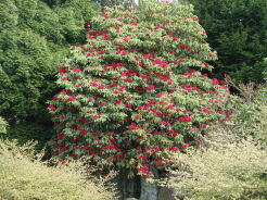 Różanecznik drzewiasty RED JACK na PNIU Różanecznikowe drzewo Rhododendron arboreum C3/Pa30(50)cm *K14