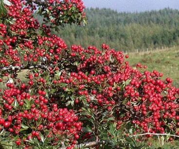 Głóg jednoszyjkowy - zestaw 50 szt.(goły korzeń) Crataegus monogyna