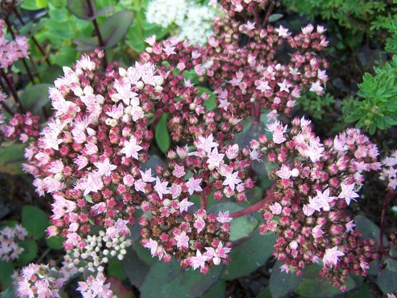 Rozchodnik okazały 'MATRONA' Sedum spectabile C2