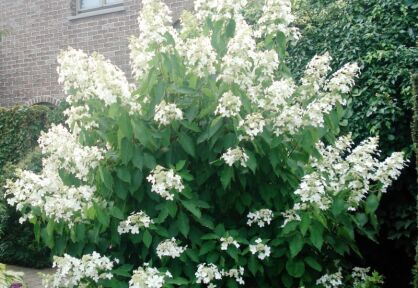 Hortensja wiechowata LEVANA COV® na PNIU Hydrangea paniculata C7,5/Pa50-70(100-120)cm *17