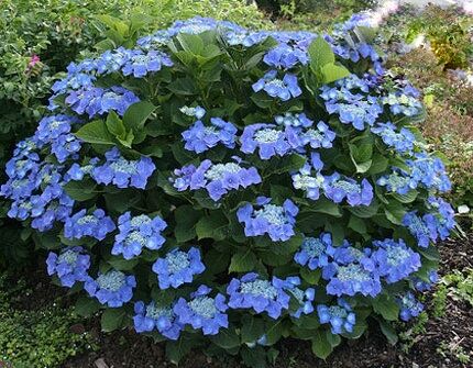 Hortensja piłkowana VEERLE® Hydrangea serrata yezoensis C5/40cm *T75