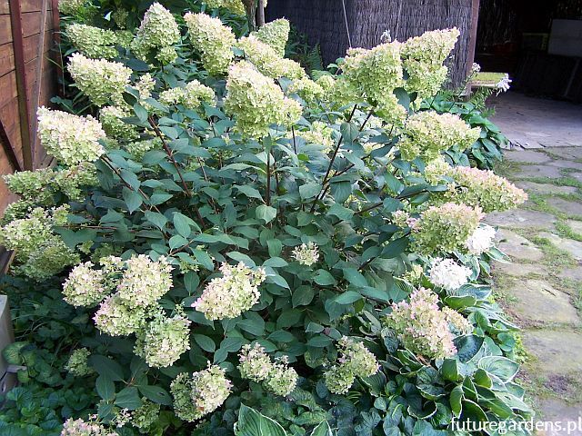 Hortensja bukietowa DENTELLE DE GORRON ® 'Rencri'  Hydrangea paniculata /C12