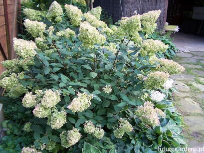 Hortensja bukietowa DENTELLE DE GORRON ® 'Rencri'  Hydrangea paniculata /C12