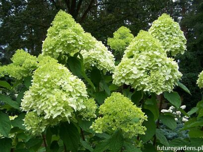 Hortensja bukietowa LIMELIGHT Hydrangea paniculata /C3 *K17