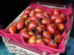 Pomidor drzewiasty in.Tamarillo Cyphomandra betacea /C2,5 *T8