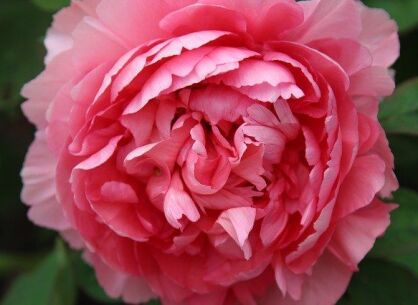 Piwonia drzewiasta RÓŻOWA (Rou Fu Rong) Paeonia suffruticosa /P14 *K14