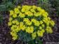 Wilczomlecz pstry Euphorbia polychroma syn. Euphorbia epithymoides /C2 *K3