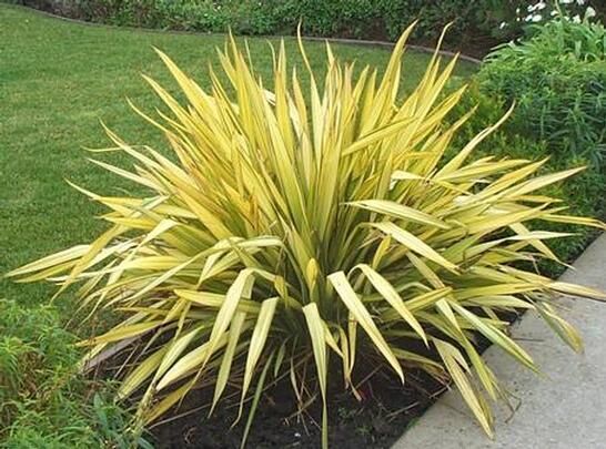 Len nowozelandzki YELLOW WAVE Tęgosz właściwy Phormium tenax C5/40-60cm