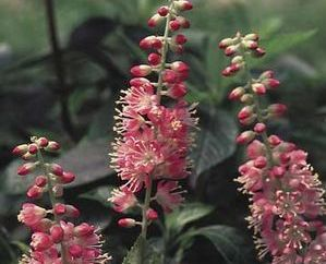 Orszelina olcholistna PINK SPIRE Clethra alnifolia C2/60cm *K8