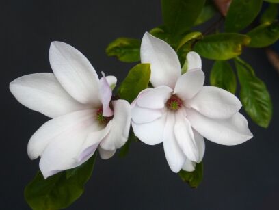Magnolia LOTUS C3/1-1,2m *T66