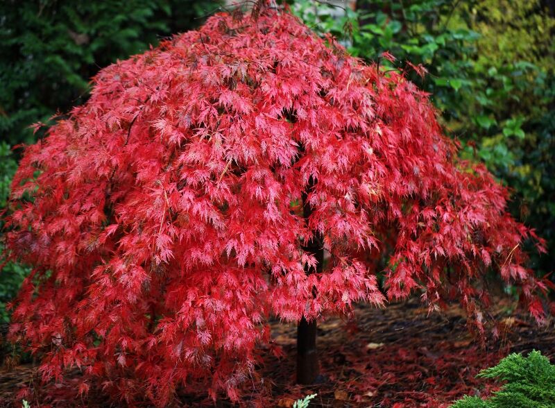 Klon palmowy ORANGEOLA Acer palmatum C4/60cm *T75