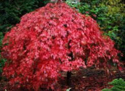 Klon palmowy ORANGEOLA Acer palmatum C4/60cm *T75