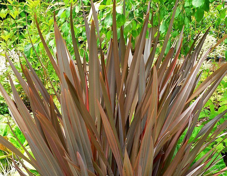 Len nowozelandzki JACK SPRATT Tęgosz właściwy Phormium C2/20cm *K12