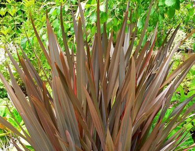 Len nowozelandzki JACK SPRATT Tęgosz właściwy Phormium C2/30-40cm *K14w8