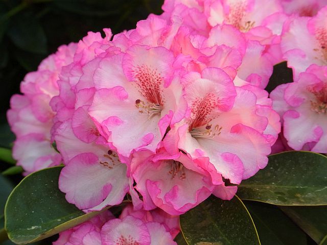 Rhododendron williamsianum ROMIKA Różanecznik Williamsa C5/30-40cm *K12