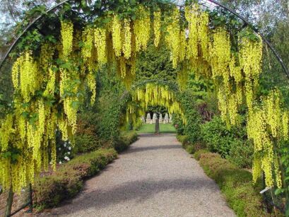 Złotokap złocisty Laburnum anagyroides C5/1,6-1,8m *K6