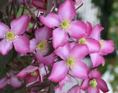 Powojnik górski FREDA Clematis montana /C2 *K8
