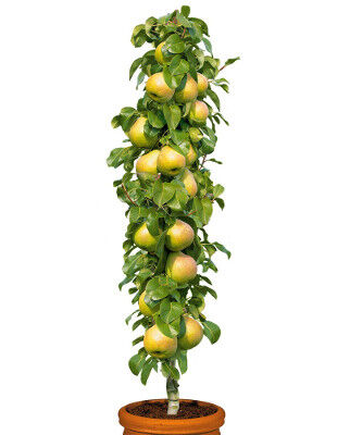 Grusza kolumnowa Saphira® C4/120-140cm