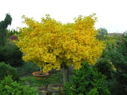 Miłorząb karłowy MARIKEN Ginkgo biloba M. japoński - misa C5/30cm *K9