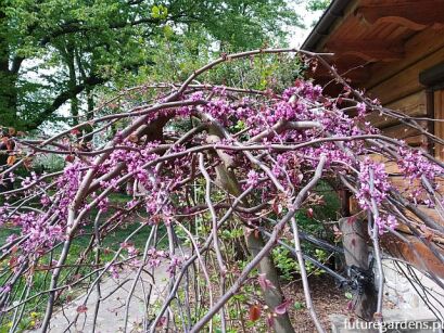 Judaszowiec płaczący LAVENDER TWIST 'Covey' Cercis canadensis C7,5-C10/1,4-1,8m *PA