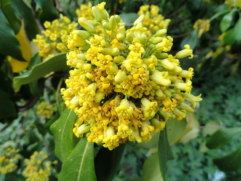 Pittosporum daphniphylloides C2/20cm *K9