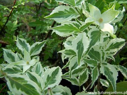 Dereń kousa PEVE LIMBO Cornus kousa C2/60-80cm