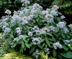 Dichroa febrifuga ROUND BLUE /P11 *K14w9