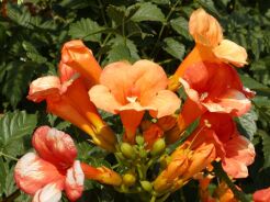 Milin 'URSYNÓW' Campsis radicans C2/30cm