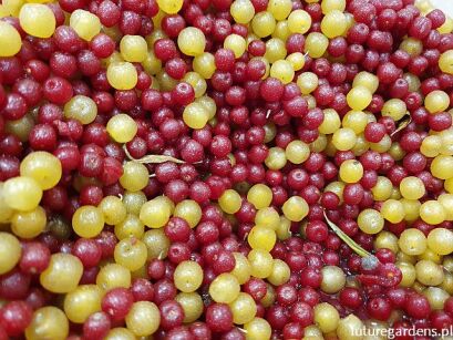  Oliwnik baldaszkowaty Elaeagnus umbellata ~ nasiona 20 szt.