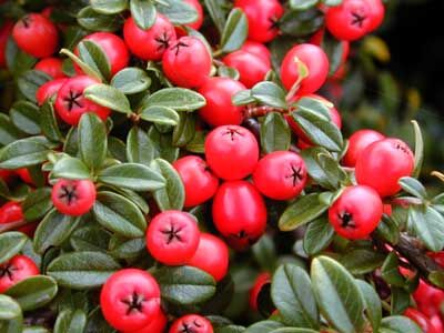 Irga zimozielona CORAL BEAUTY Cotoneaster suecicus, Cotoneaster dammeri /C1,5