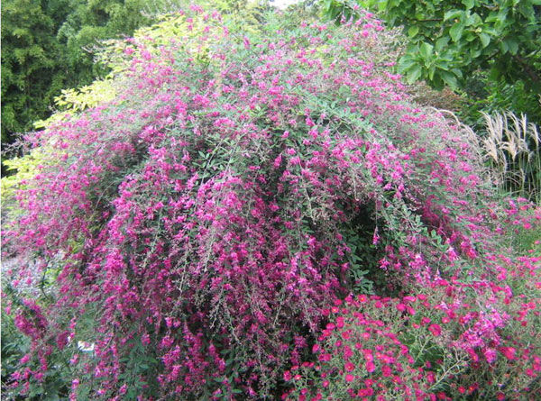 Lespedeza karłowa YAKUSHIMA L.bicolor /C3 *K9