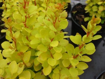 Berberys kolumnowy GOLDEN ROCKET Berberis thunbergii C3/30-40cm *18