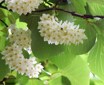 Styrak okrągłolistny Styrax obassia C6/30-50cm *28T