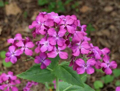 Miesiącznica roczna Lunaria annua /C2