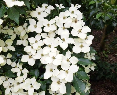 Dereń kolumnowy FLOWER TOWER „ZuilB1” PBR Cornus kousa C5/60-80cm *K14