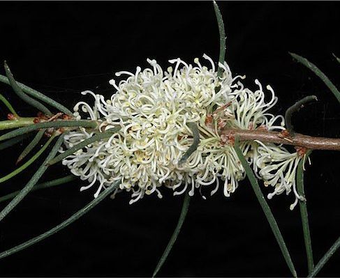 Hakea microcarpa C2/60-80cm *K14w8