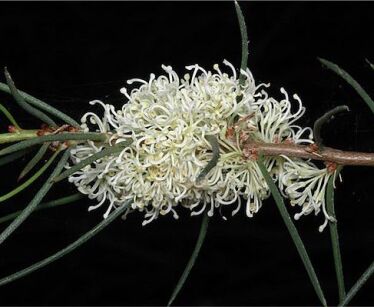 Hakea microcarpa C2/60-80cm *K14w8
