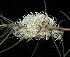 Hakea microcarpa C2/60-80cm *K14w8