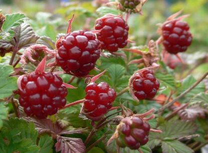 Jeżyna arktyczna MESPI Malina arktyczna tekszla Rubus arcticus /C2 *K17