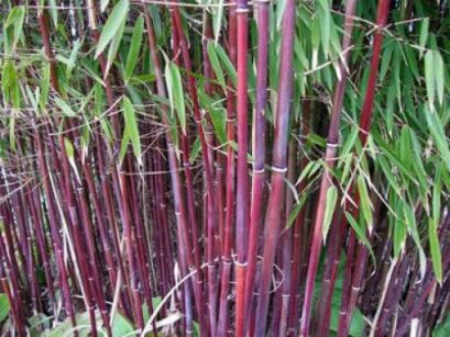  Bambus czerwony Fargesia specias JIUZHAIGOU nr1 Red bamboo C2,5(C5)/80-100cm *T