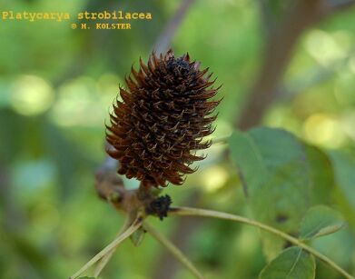 Platykaria szyszkowata Platycarya strobilacea C2/60-80cm *T6