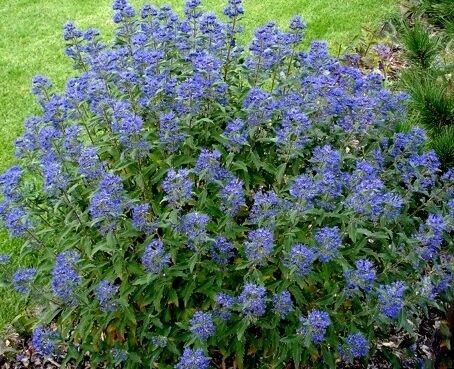 Barbula karłowa BLUE BALOON® Caryopteris clandonensis C3/30cm