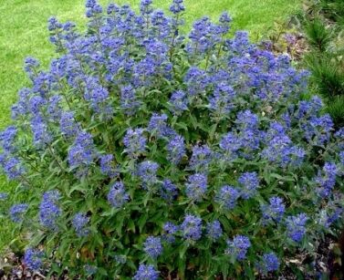 Barbula klandońska 'Inoveris' GRAND BLEU Caryopteris clandonensis  