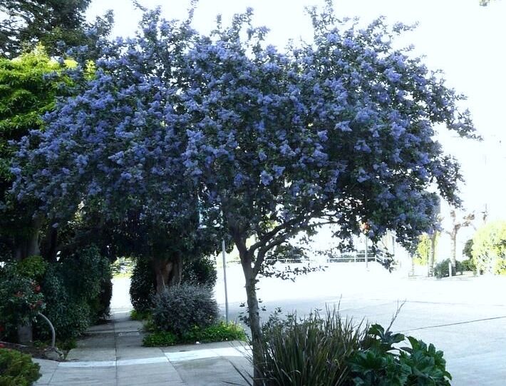 Prusznik zwisający BLUE MOUND na PNIU Ceanothus Bez kalifornijski C3/Pa40-50(60)cm *K21