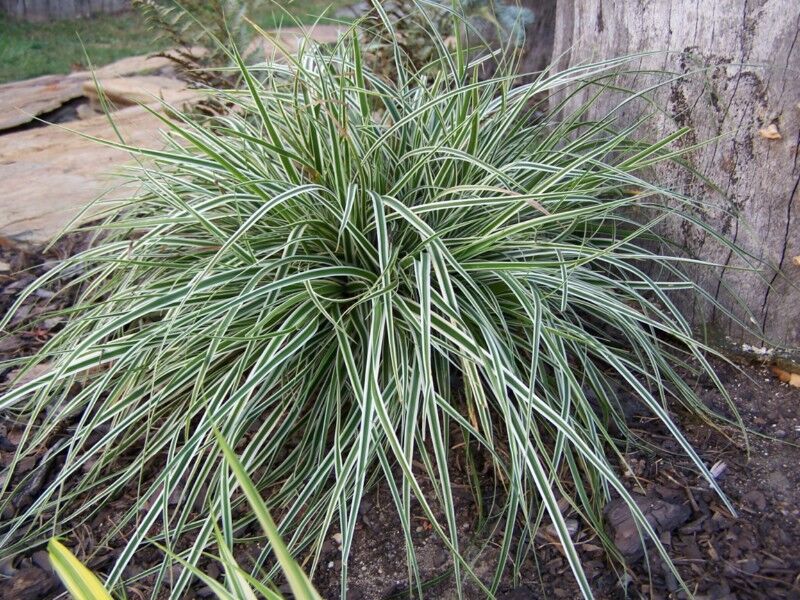Carex oshimensis 'EVEREST'® Turzyca /C5 *K25