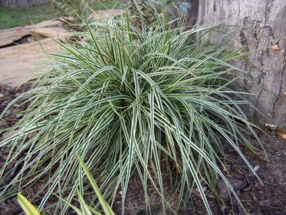 Carex oshimensis 'EVEREST'® Turzyca /C2 *K26 *K9