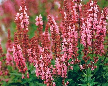 Szałwia karłowa ROSENWEIN Salvia nemorosa 