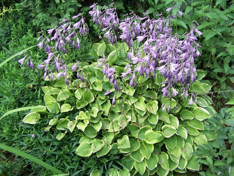 Hosta karłowa GOLDEN TIARA Funkia /P9 *K7