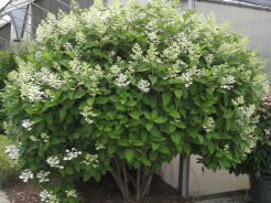 Hortensja wiechowata GARNET Hydrangea paniculata /C3